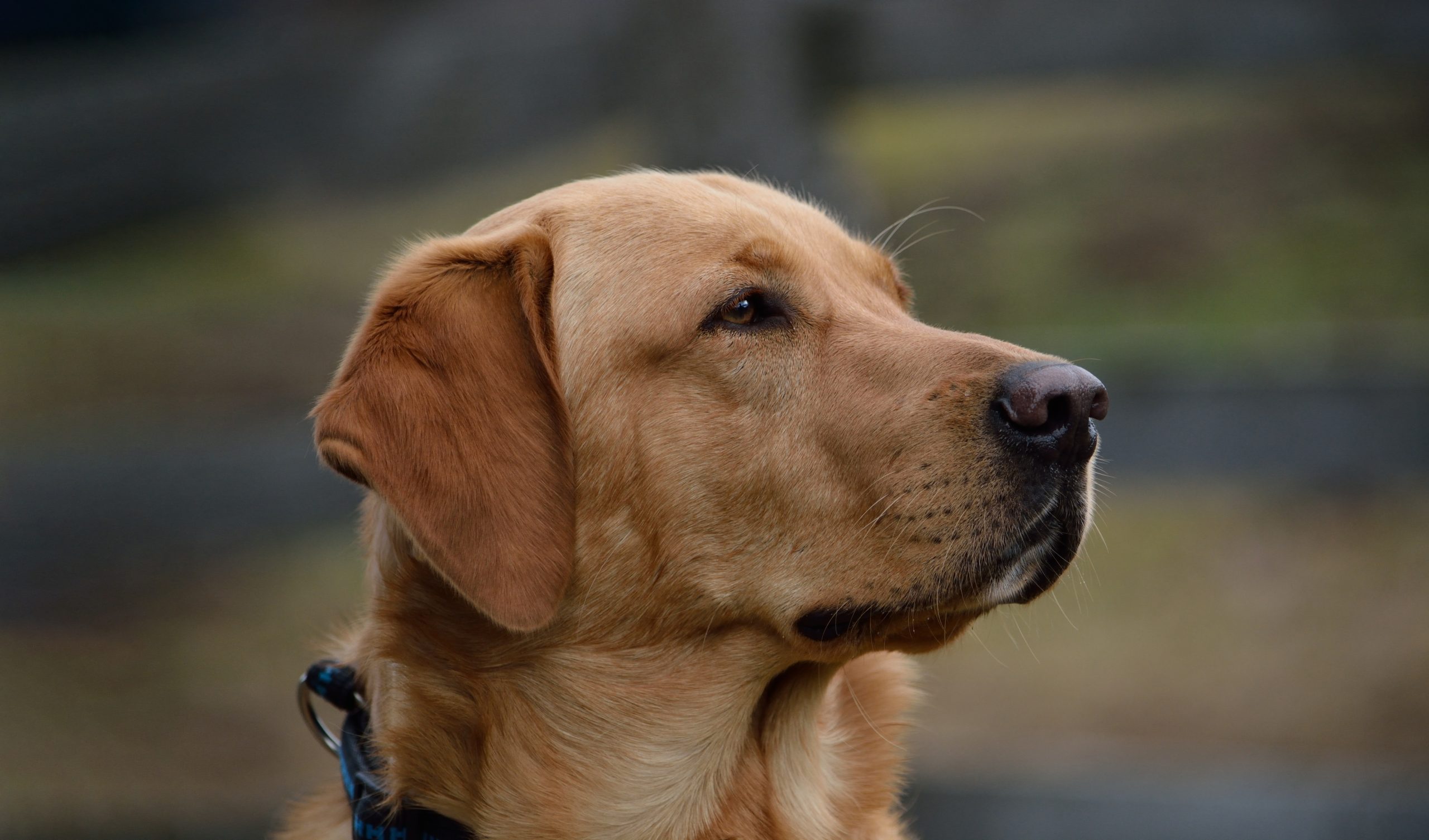 Labrador