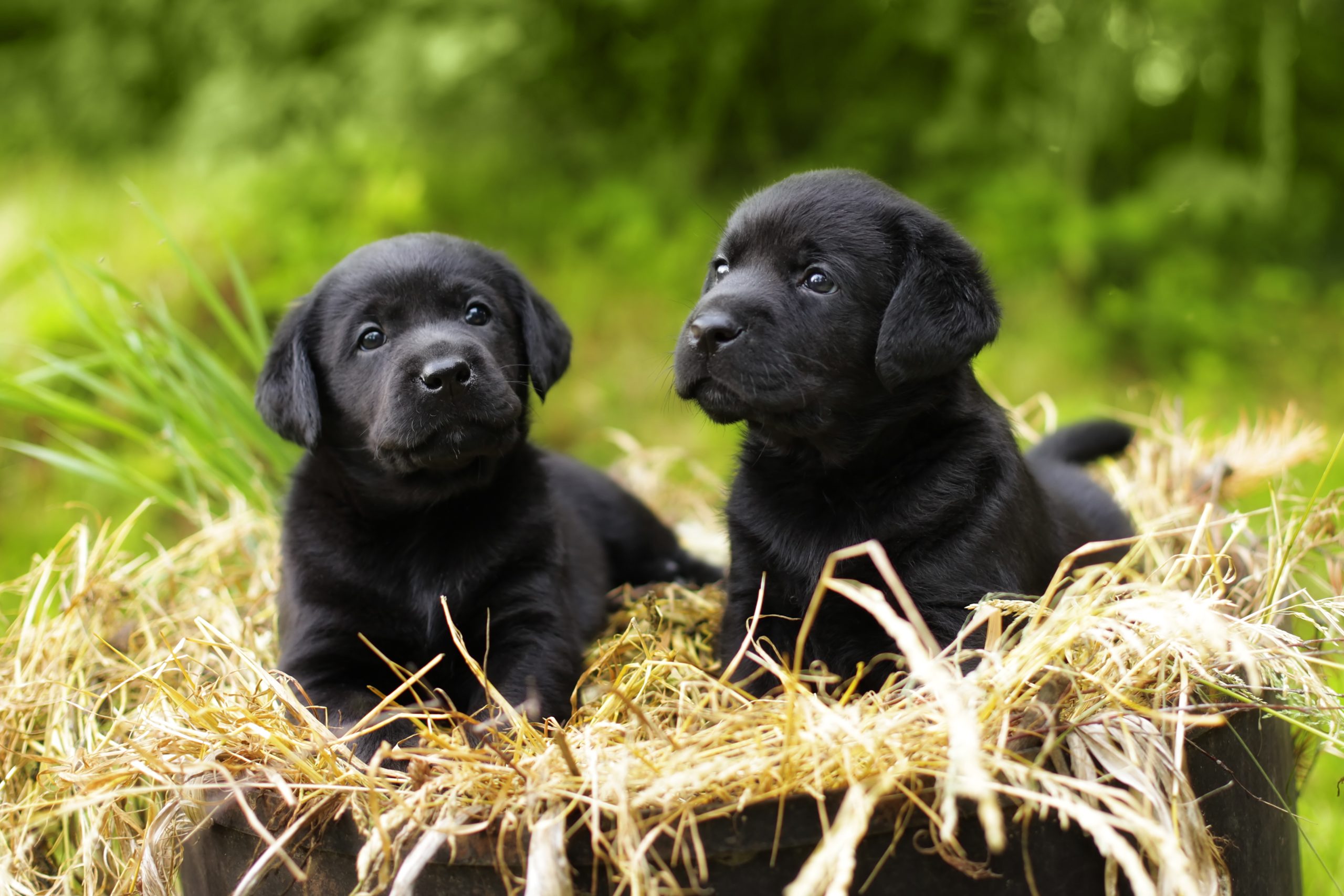 Labrador puppy