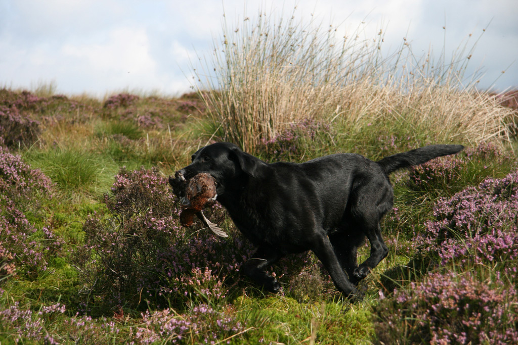 Working Labrador