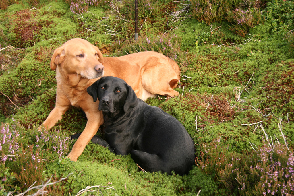Adult Labradors